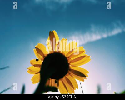 Daisy against blue sky Stock Photo