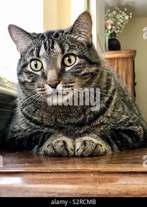 Portrait of beautiful green-eyed black-and-tan tabby cat sitting on the table in front of window with flower in background Stock Photo