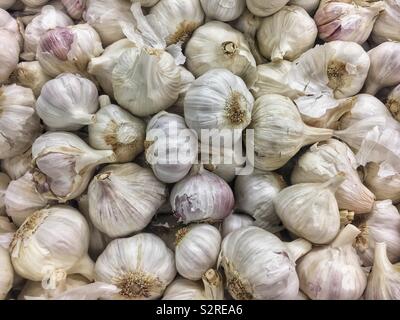 Full frame of many fresh ripe raw garlic bulbs and cloves, Allium sativum, A. Sativum. Stock Photo