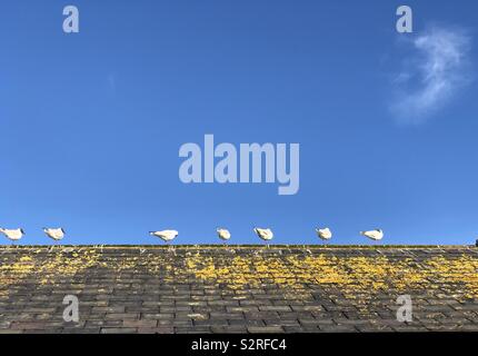 7 gulls perched on a rooftop with blue sky and a wisp of cloud Stock Photo