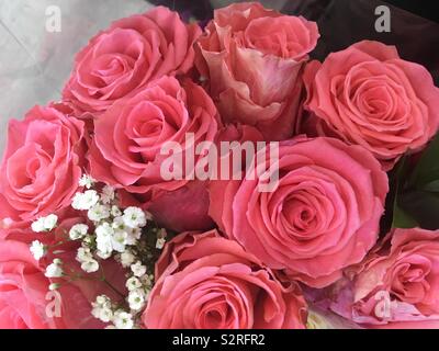 Pink roses Stock Photo