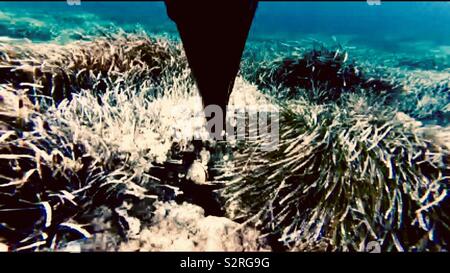 Spear fishing in the Mediterranean Sea, France Image is underwater taken  with spear gun Stock Photo - Alamy