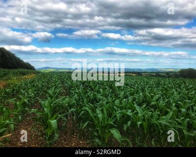 Field of Maize Stock Photo