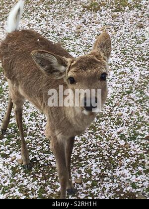 Deer in Nara, Kyoto, surrounded by fallen cherry blossom Stock Photo