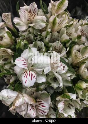 Beautiful bouquet of fresh white crocus flowers with small red stripes. Stock Photo