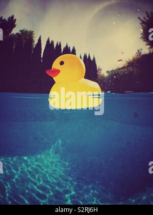 Yellow rubber ducky floating on water in swimming pool. Stock Photo