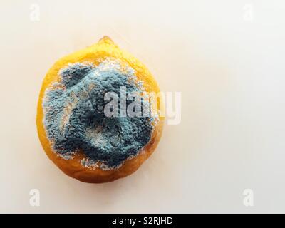Lemon covered in blue/grey mould on white background Stock Photo
