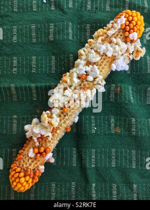 Fresh popped corn on the cob as a healthy and delicious snack. Stock Photo