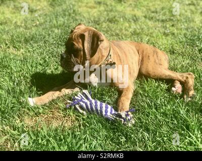 A cute boxer puppy dog sitting in the grass with his favorite chew toy on a warm summers day Stock Photo