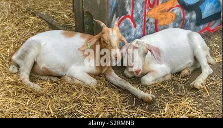 Street goats bristol Stock Photo