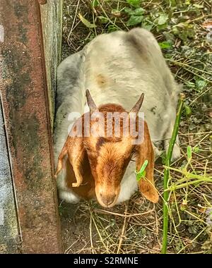 Street goats bristol Stock Photo