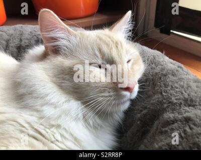 Fluffy flamepoint Siamese cat laying around Stock Photo