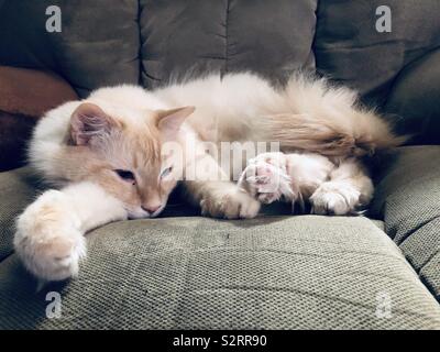 Fluffy flamepoint Siamese cat laying around Stock Photo