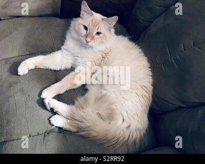 Fluffy flamepoint Siamese cat laying around Stock Photo