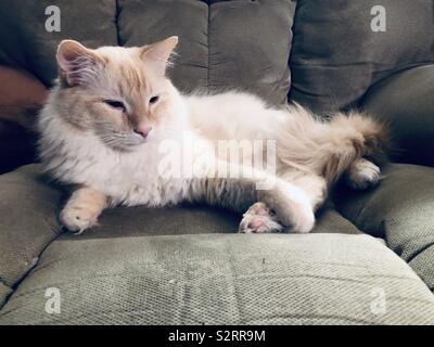 Fluffy flamepoint Siamese cat laying around Stock Photo