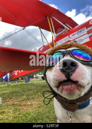 A dog in flying goggles and helmet posing in front of a red Biplane Stock Photo