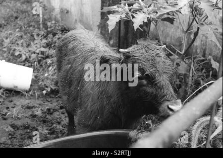 Baby Scottish Highland in the Rain Stock Photo