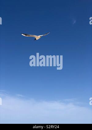 Seagull in flight against a blue sky. Stock Photo