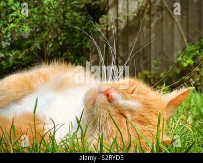 Ginger Tom cat relaxing in the summer Stock Photo