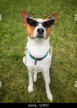 Outdoor portrait of basenji dog in stylish black glasses looking up Stock Photo