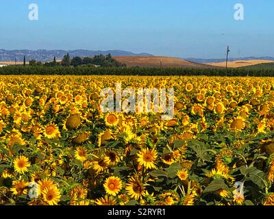Field of sunflowers in Northern California Stock Photo