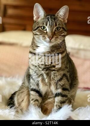 Contented Cat Stock Photo