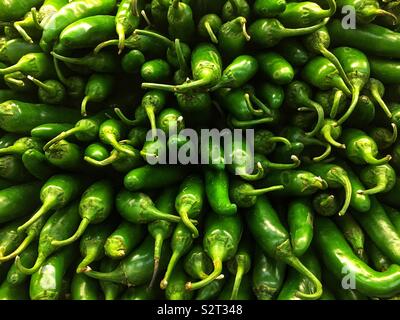 Stack of farm fresh delicious tasty green poblano peppers. Stock Photo