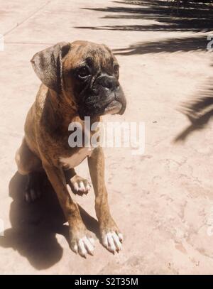 A cute little boxer puppy dog sitting in the California sunshine Stock Photo