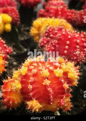 Red gymnocalycium flower buds grafted onto the colorful ruby ball cactus and the red cap cactus. Stock Photo