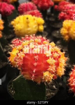 Red gymnocalycium flower buds grafted onto the colorful ruby ball cactus and the red cap cactus. Stock Photo