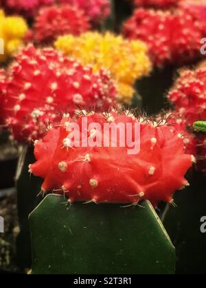 Red gymnocalycium flower buds grafted onto the colorful ruby ball cactus and the red cap cactus. Stock Photo