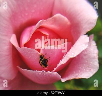 Bug on the back , in a rose with rain drops. Stock Photo