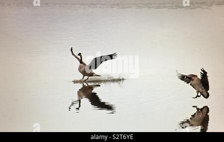 Wildlife, two Canada geese landing on a pond Stock Photo
