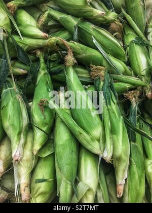 Farm fresh corn on the cob. Stock Photo