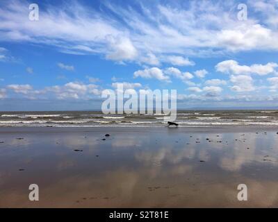 A black dog running wild over a South Wales beach. Stock Photo