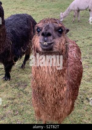 A Funny Lama Stock Photo Alamy