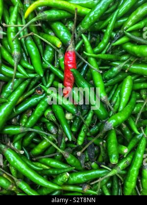 One red Thai hot pepper in a sea of green peppers. Stock Photo