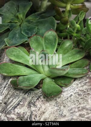 Succulent plant rock garden. Stock Photo