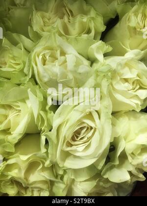 Beautiful bouquet of fresh white roses. Stock Photo