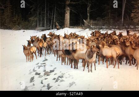 Wildlife in Banff National Park,Herd of elk Stock Photo