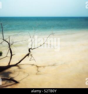 Fallen tree on Lake Erie shoreline Stock Photo