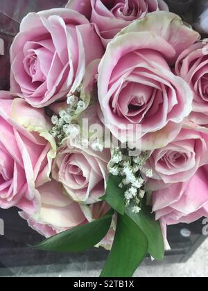 Pink roses and baby breath Stock Photo