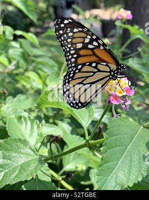Monarch butterfly feeding on lantana flowers Stock Photo