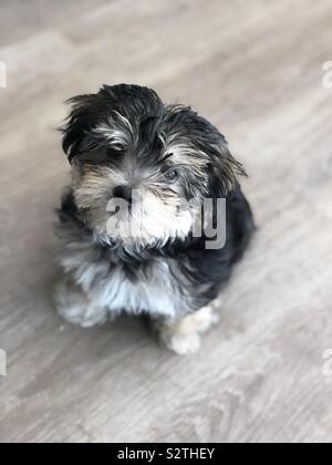Pepper, my 10 week old Morkie puppy. Stock Photo