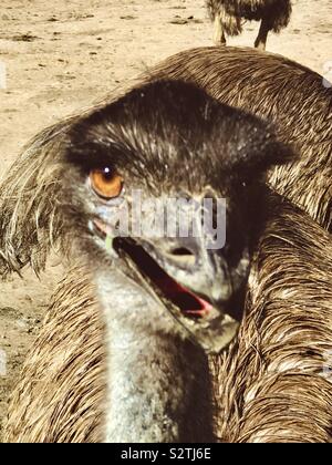 Emu. Second largest living bird by height Stock Photo