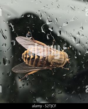Dark Giant Horsefly on a rainy window Stock Photo