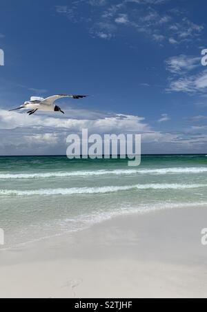 Single gull inflight on the beach with blue skies and emerald colored water Stock Photo
