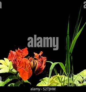 African tulip tree .... Spathodea campanulata. Stock Photo