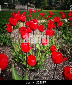 Hermosas flores rojas Stock Photo