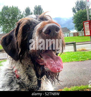 German wirehaired pointer Stock Photo